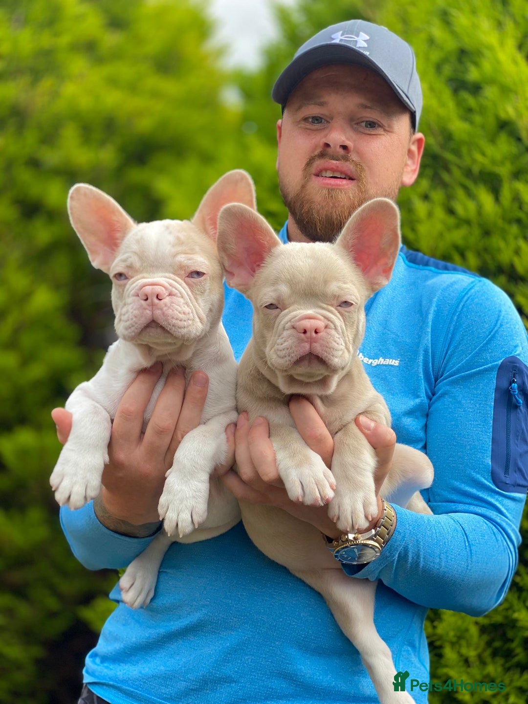 French Bulldog dogs for sale:  11 weeks old Unique French bulldogs pups - Image 1