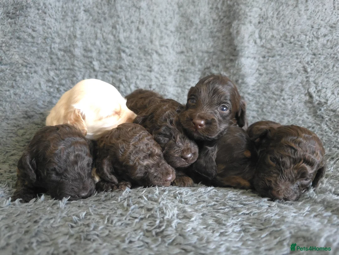 Cavapoo dogs for sale: F1b Cavapoos. DNA Tested. Heart Checked - Advert 1