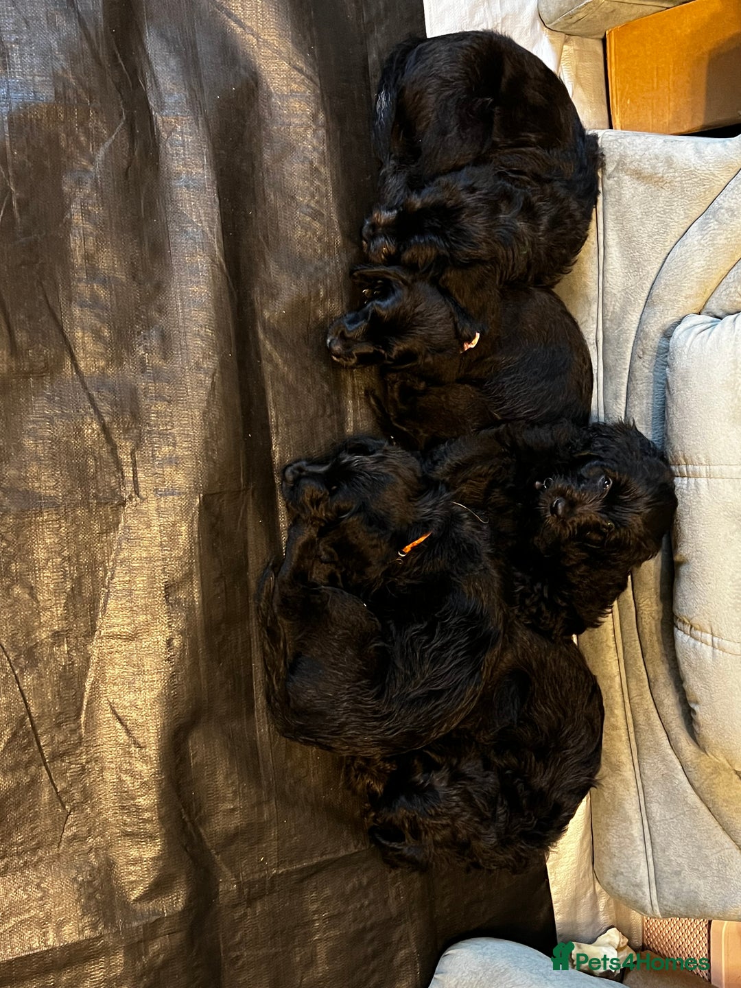 Mixed Breed dogs for sale:  🐾 Labradoodle x Entlebucher Sennenhund Puppies! - Image 10