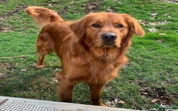 Golden Retriever dogs for sale: Golden Retriever Puppy - Female - Image 2