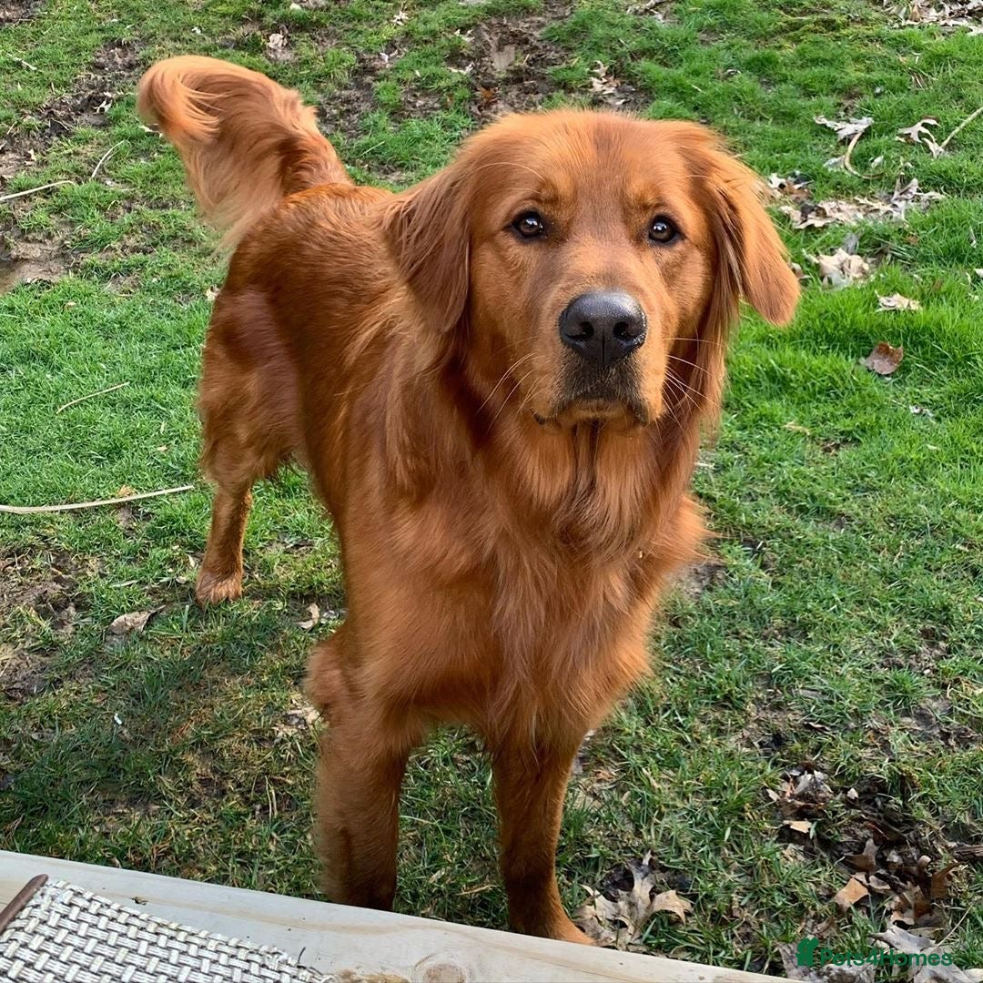 Golden Retriever dogs for sale: Golden Retriever Puppy - Female - Image 2