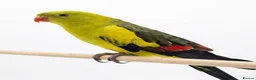 Cockatiels birds for sale: Breeding cockatiels for sale. - Advert 6