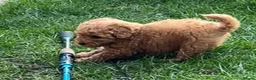 Toy Poodle dogs for sale: Beautiful toy poodle 💙 ready for forever homes 💙 - Advert 13