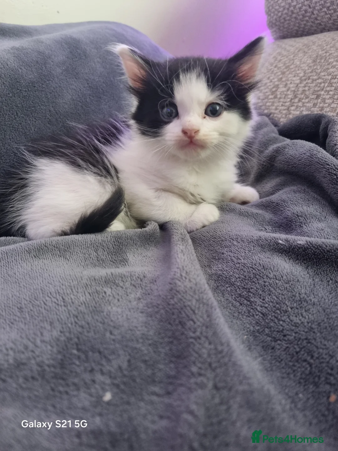 Mixed Breed cats for sale: long-haired kittens looking for a loving home - Advert 8
