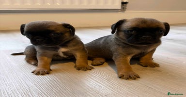 Puggle dogs 2 LEFT!! Puggle Puppies Basildon – Ready 12th Dec! - Advert 7