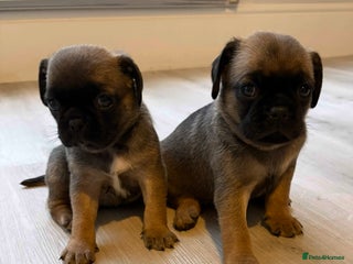 Puggle dogs 2 LEFT!! Puggle Puppies Basildon – Ready 12th Dec! - Advert 5