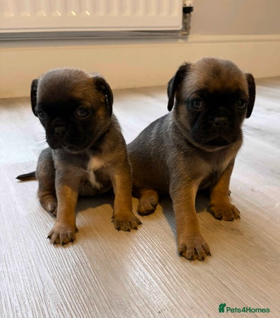 Puggle dogs 2 LEFT!! Puggle Puppies Basildon – Ready 12th Dec! - Advert 2