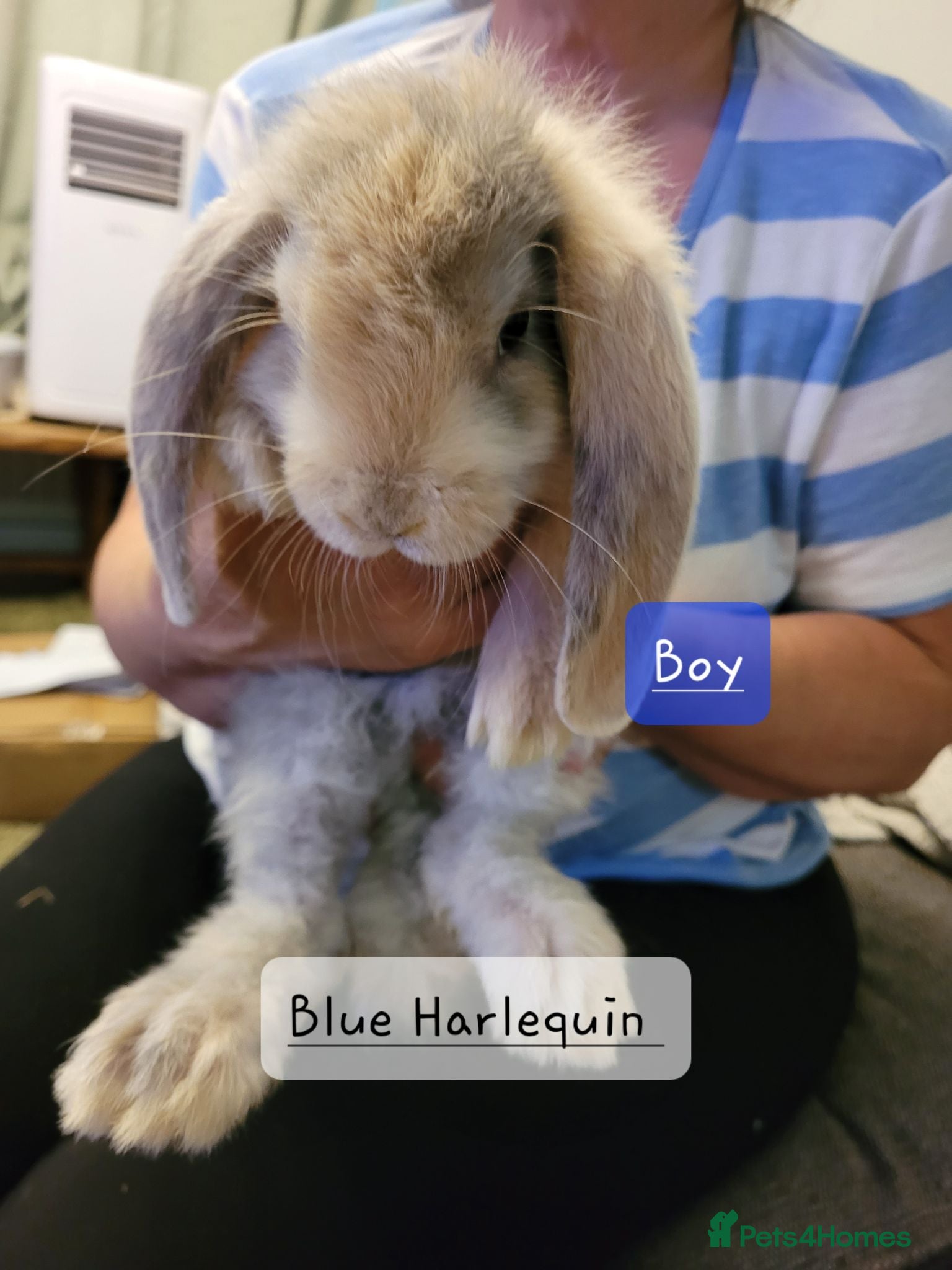 French Lop rabbits Pure Bred French Lop babies  - Advert 1