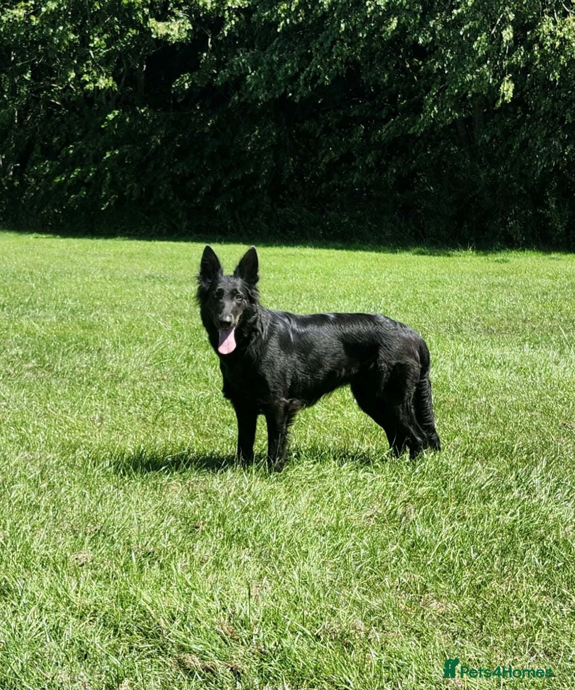 German Shepherd dogs KC registered blue german shepherd female - Advert 2