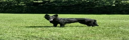 German Shepherd dogs for sale: KC registered blue german shepherd female - Advert 1