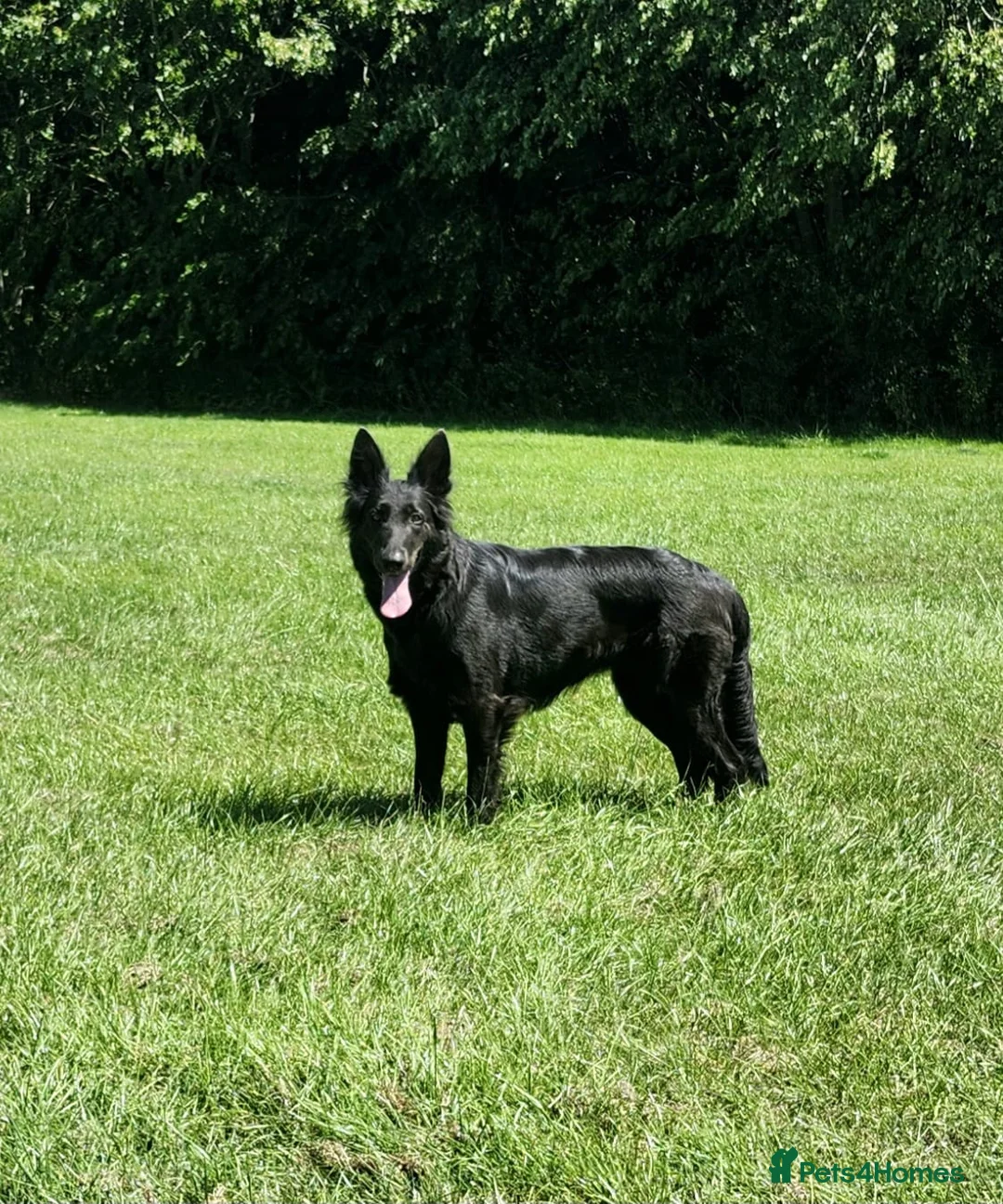German Shepherd dogs for sale: KC registered blue german shepherd female - Advert 1