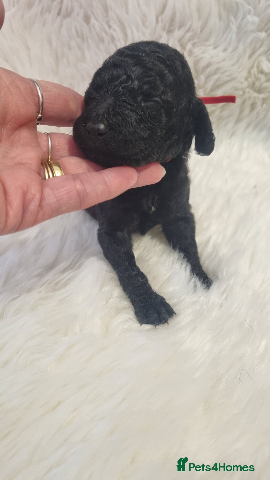 Standard Poodle dogs for sale: Exceptional Health Tested Puppies Due - Advert 33