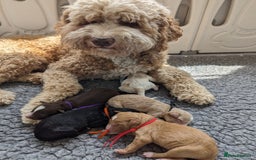 Bernedoodle dogs for sale: Gentle Giant Bernedoodles - Image 12