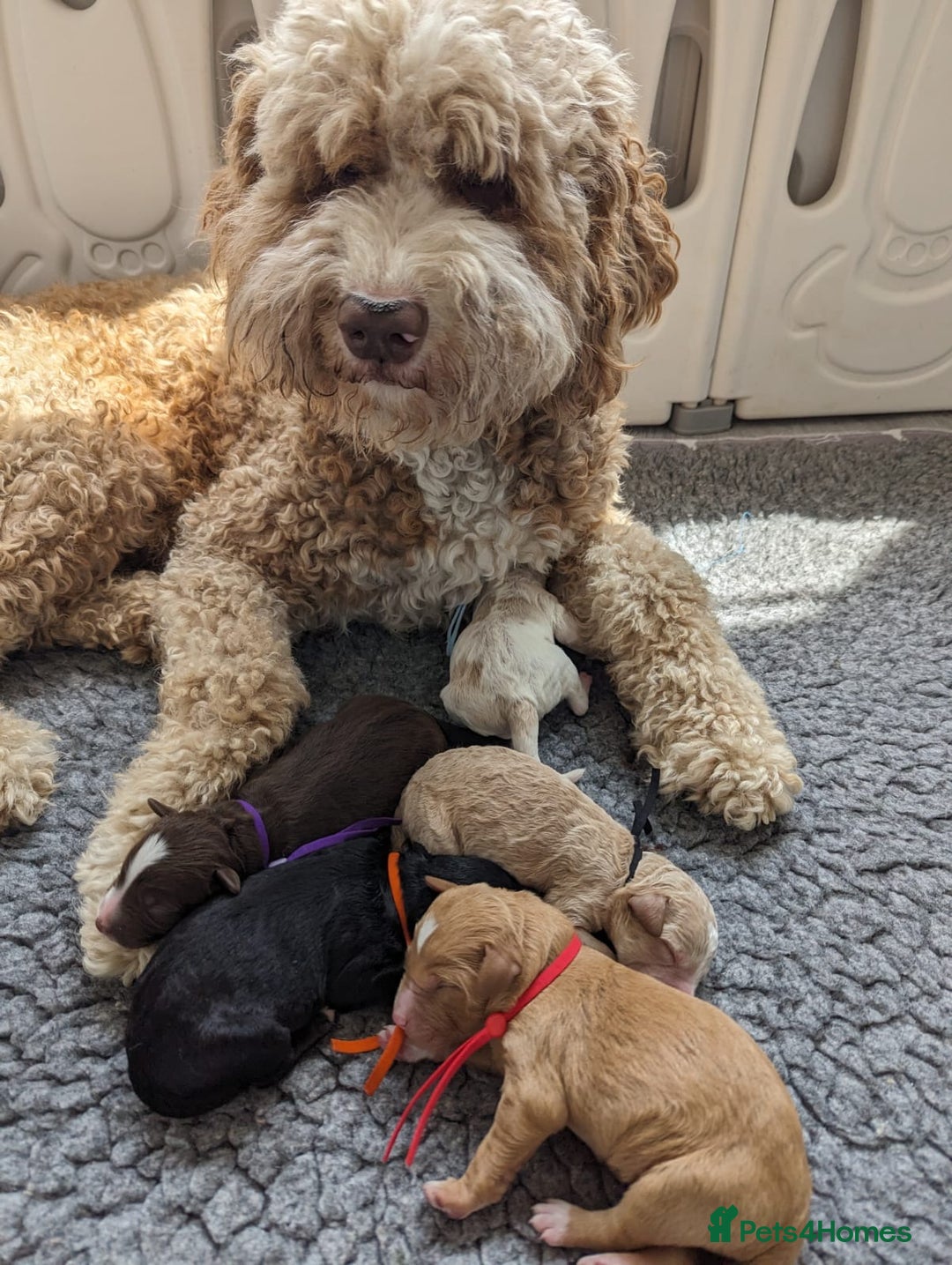 Bernedoodle dogs for sale: Gentle Giant Bernedoodles - Image 12