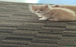 Persian cats for sale: Persian kitten boy - Image 6