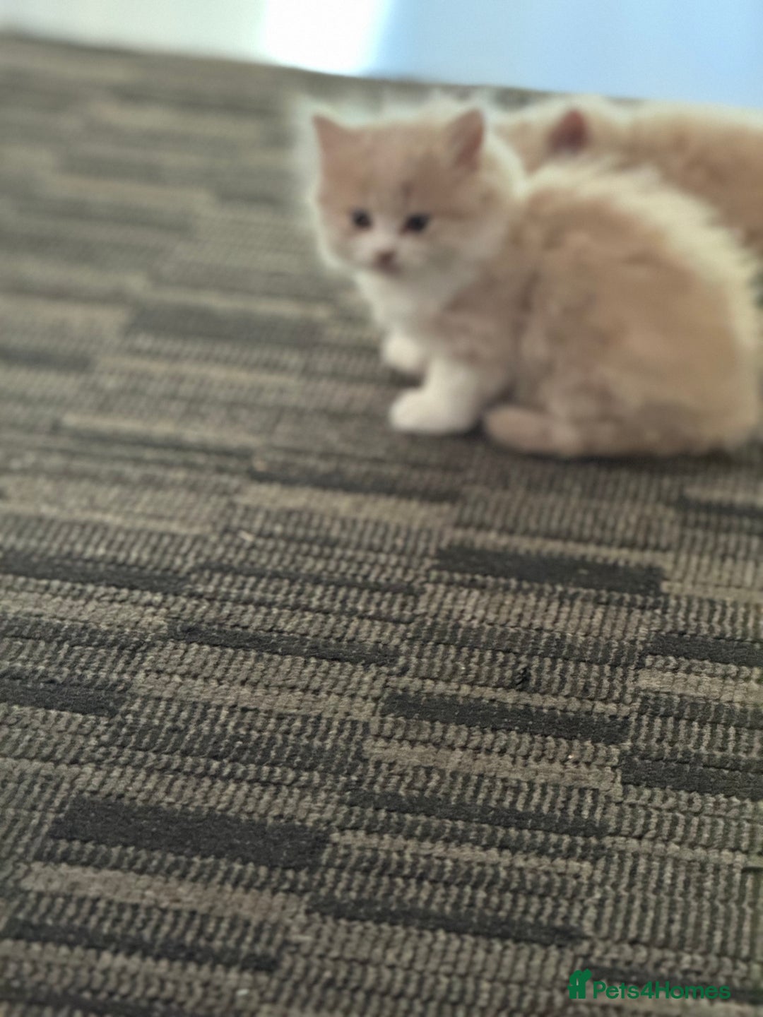 Persian cats for sale: Persian kitten boy - Image 6