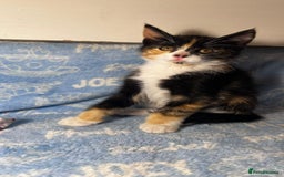 Mixed Breed cats for sale: 3 Lovely Kittens - Image 17
