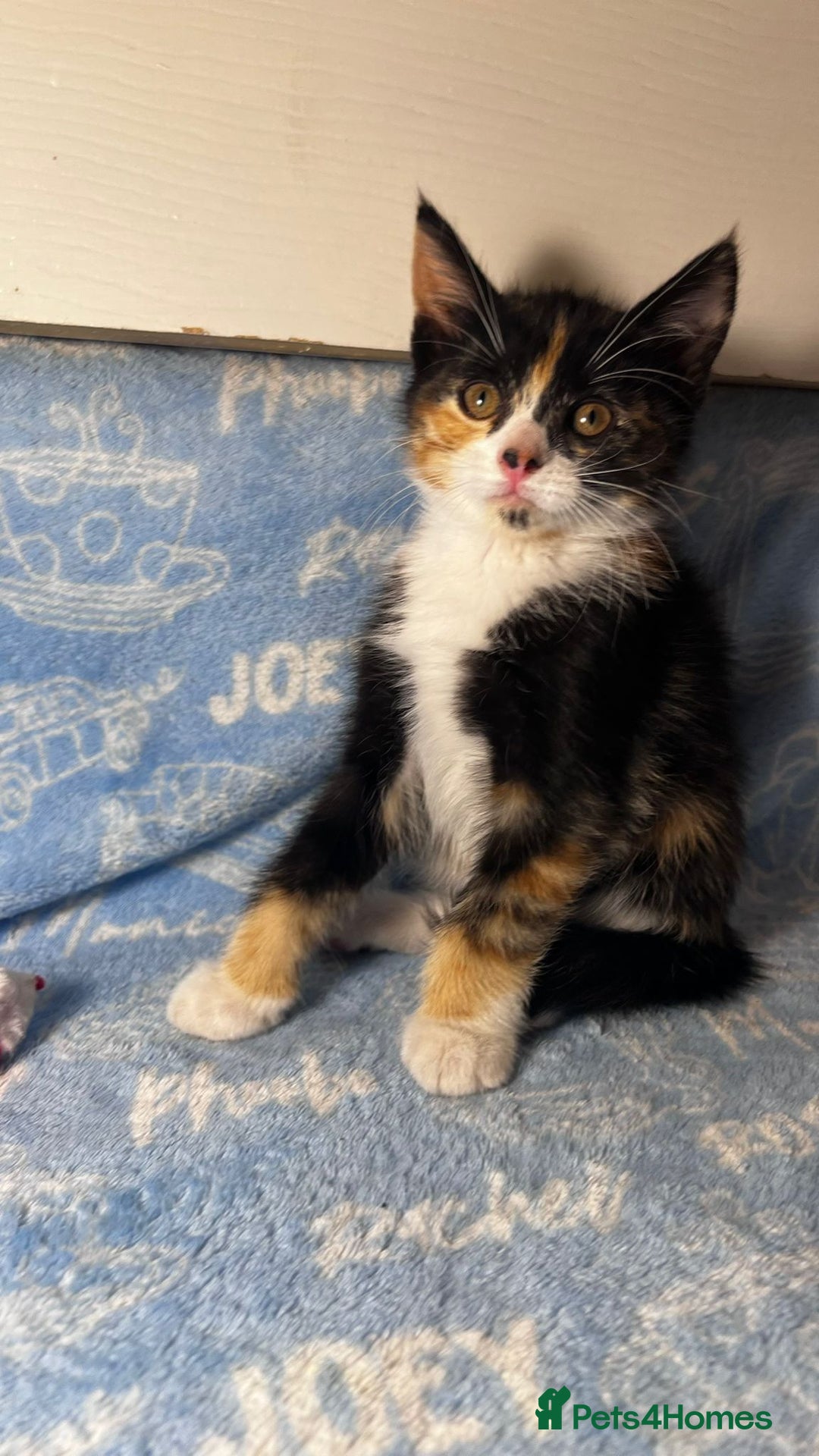 Mixed Breed cats for sale: 3 Lovely Kittens - Image 17
