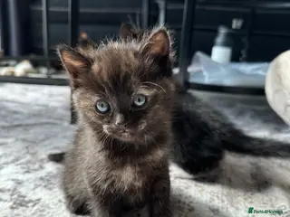 Mixed Breed cats Cute kittens and mother - Advert 9