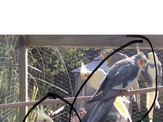 Cockatiels birds - Advert 8