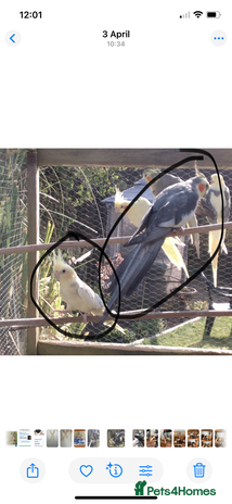 Cockatiels birds - Advert 10