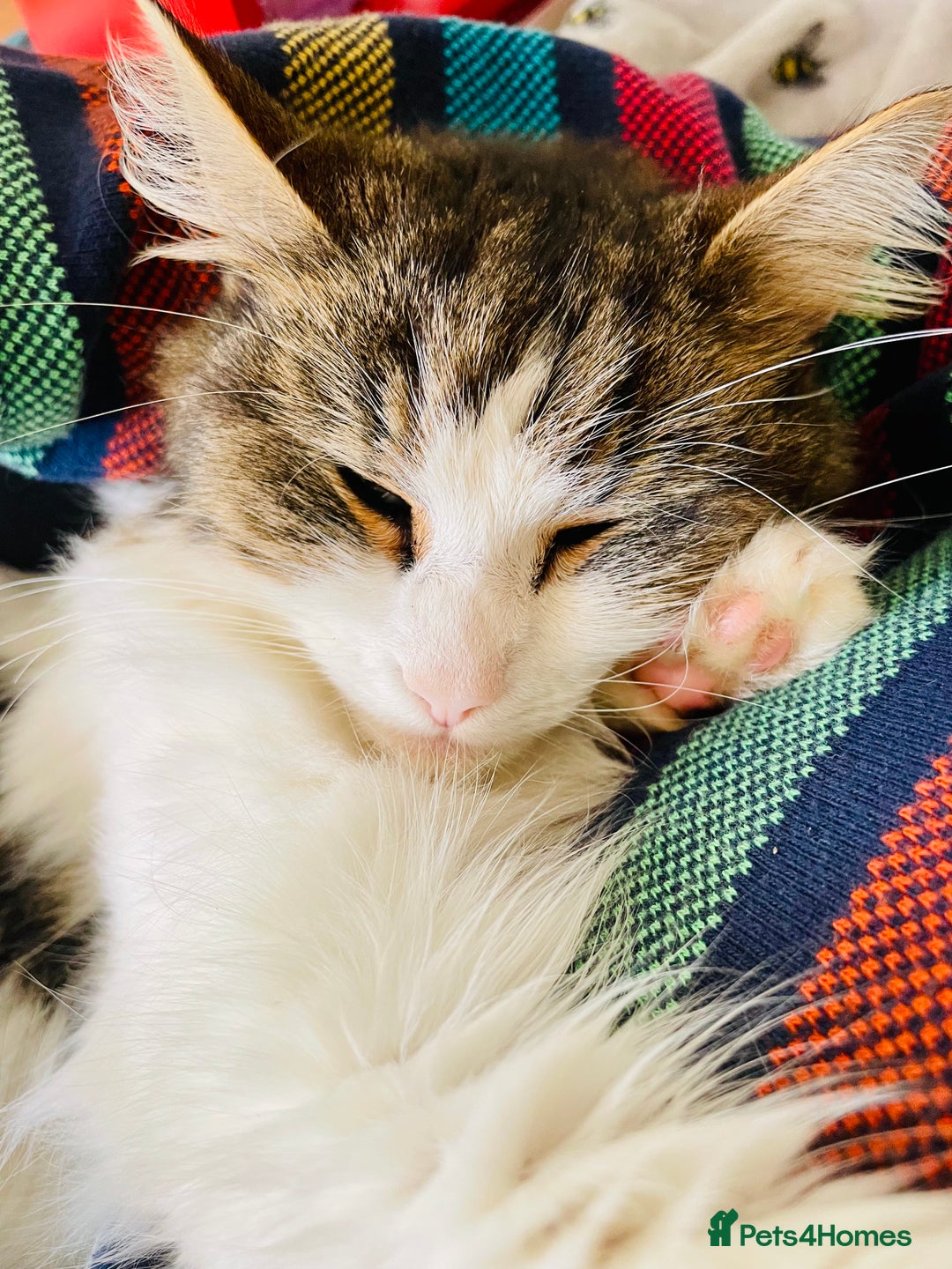 Mixed Breed cats for sale: Female Cat - Image 5