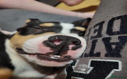 Mixed Breed dogs for sale: Pocket bully pup - Image 4