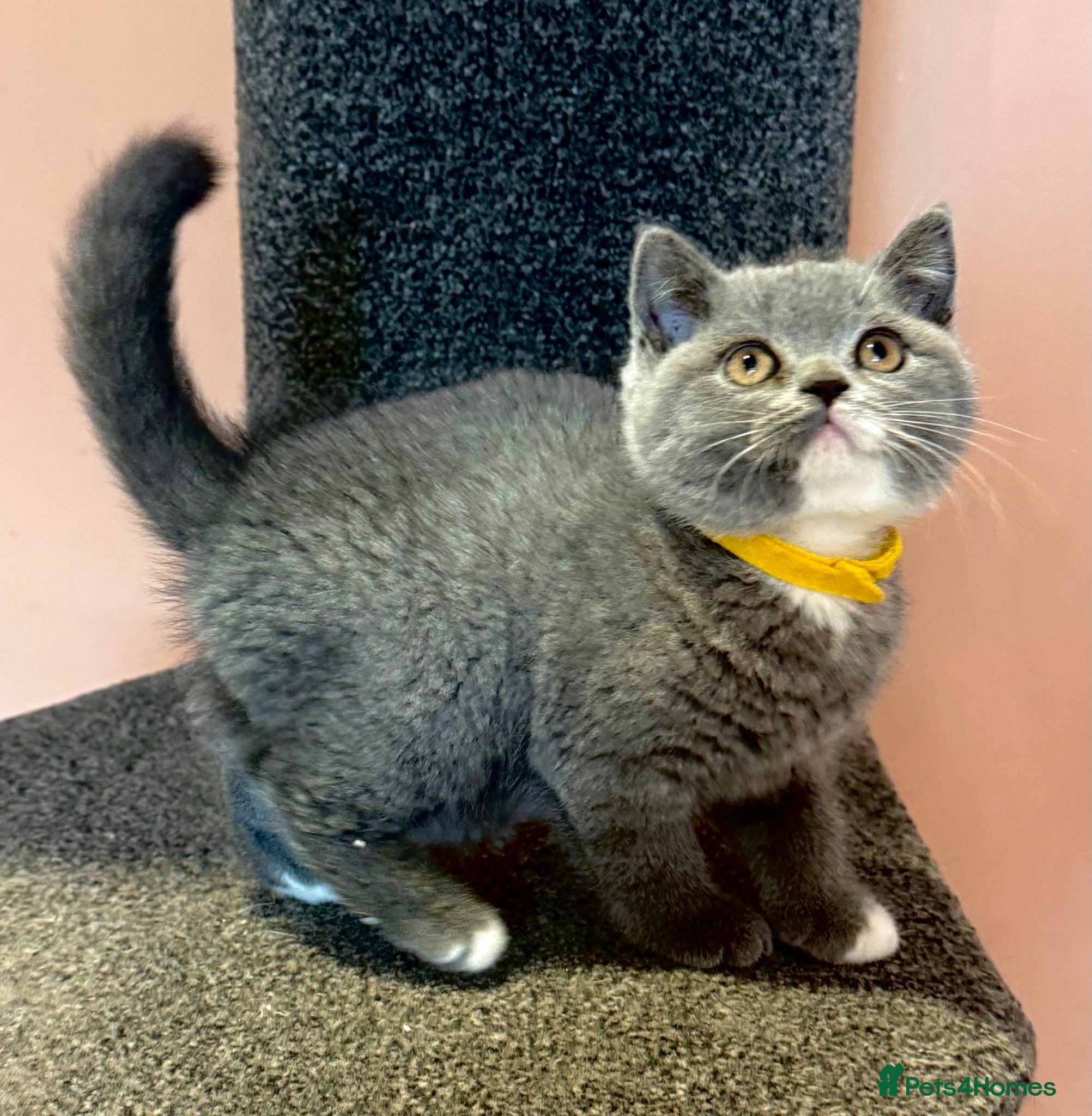 British Shorthair cats Stunning BSH girl for sale!!! - Advert 1