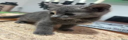 Domestic Shorthair cats for sale: 5 Beautiful kittens, READY TO GO!  - Advert 30