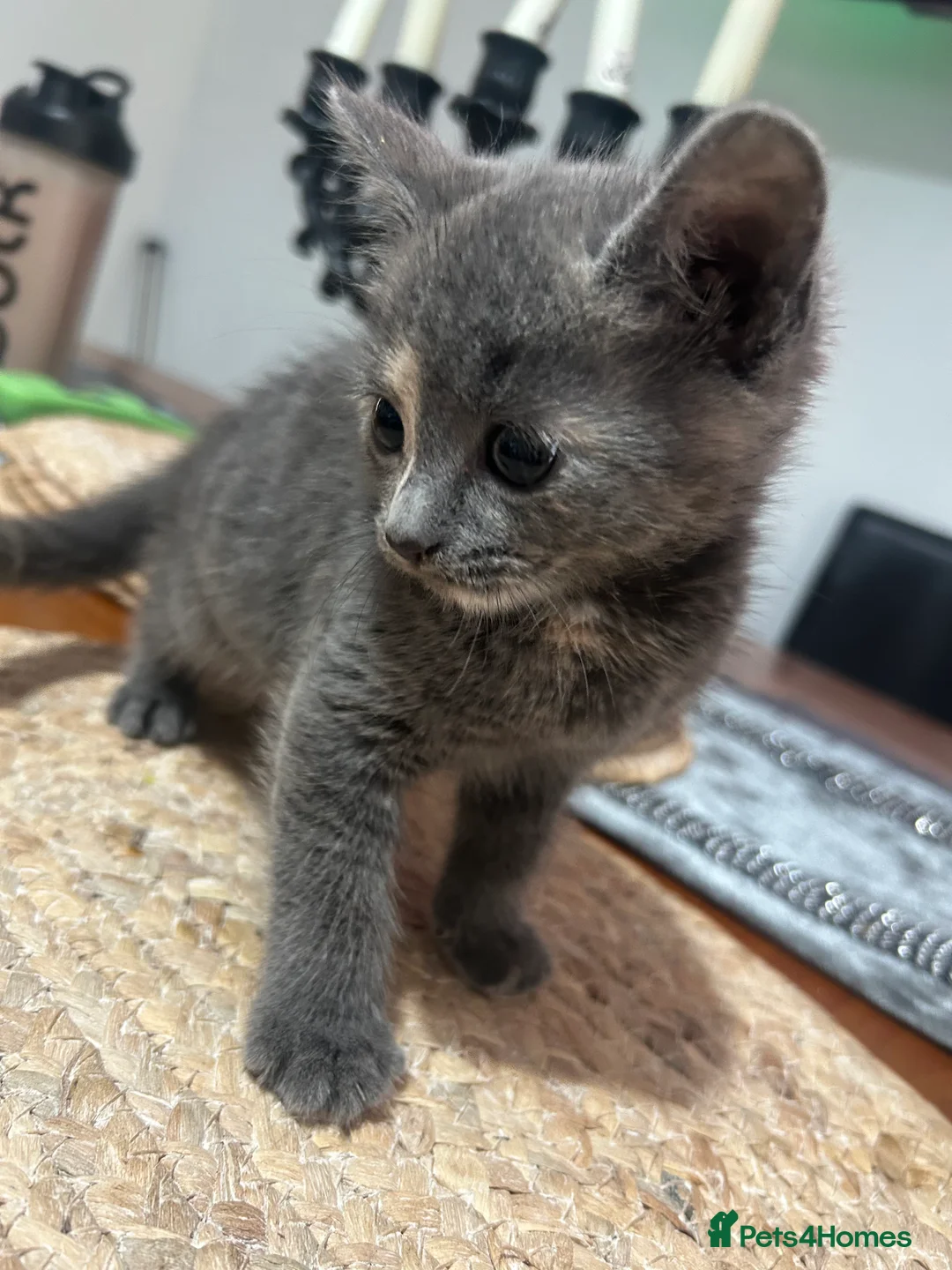 Domestic Shorthair cats for sale: 5 Beautiful kittens, READY TO GO!  - Advert 30