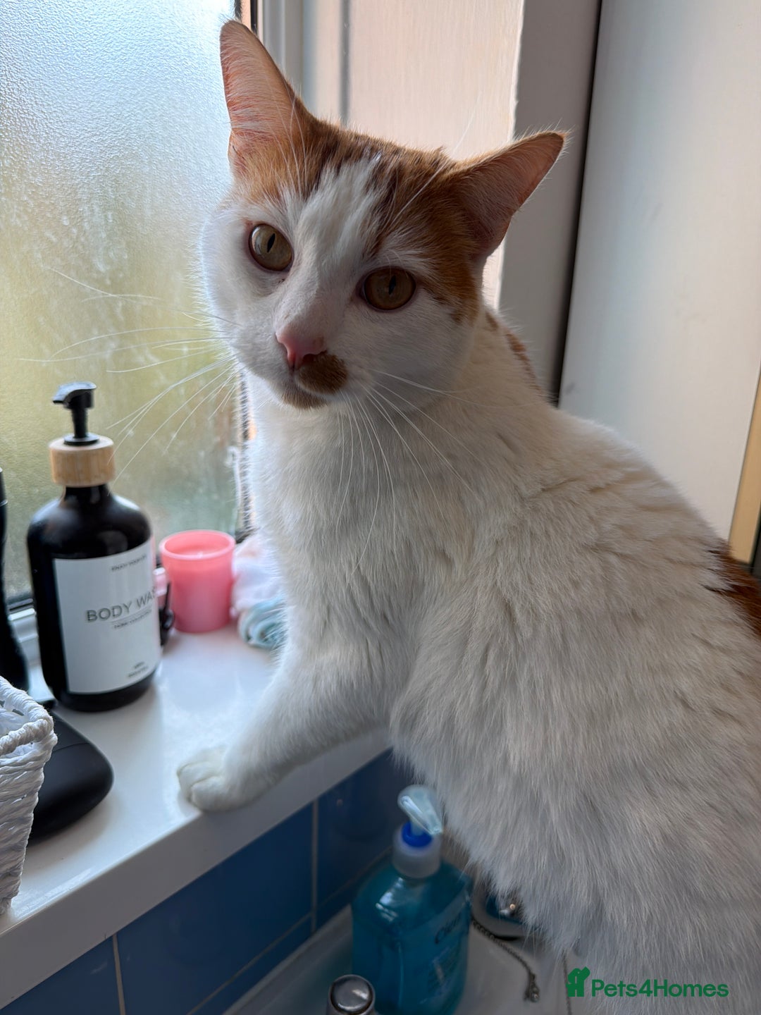 British Shorthair cats for sale: White and ginger cat  - Advert 4