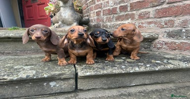 Miniature Dachshund dogs - Advert 6