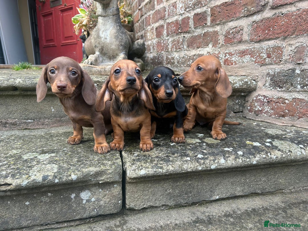 Miniature Dachshund dogs for sale: Top Quality KC Reg Pra clear Mini Dachshund Pups - Image 2