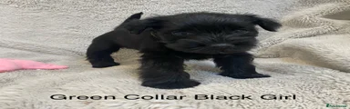 Miniature Schnauzer 3