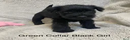 Miniature Schnauzer dogs for sale: Beautiful KC Reg Miniature Schnauzers - Advert 8