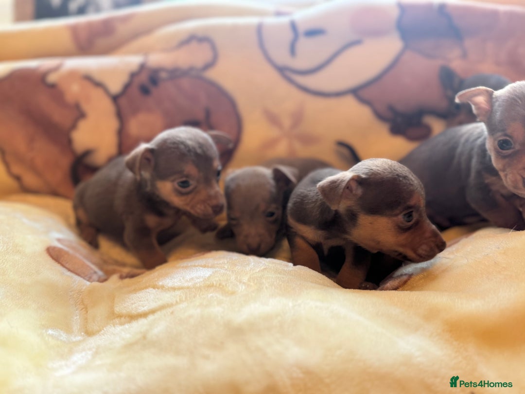 Jack Russell dogs for sale: Much Wenlock stunning miniature puppy  - Advert 7