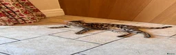 Bengal cats for sale: Beautiful Bengal in Bristol - Advert 1
