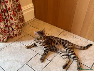 Bengal cats Beautiful Bengal - Advert 1