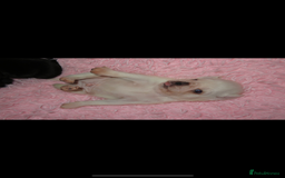 Pug dogs for sale: Black female pug puppy and white male pug puppy - Advert 3