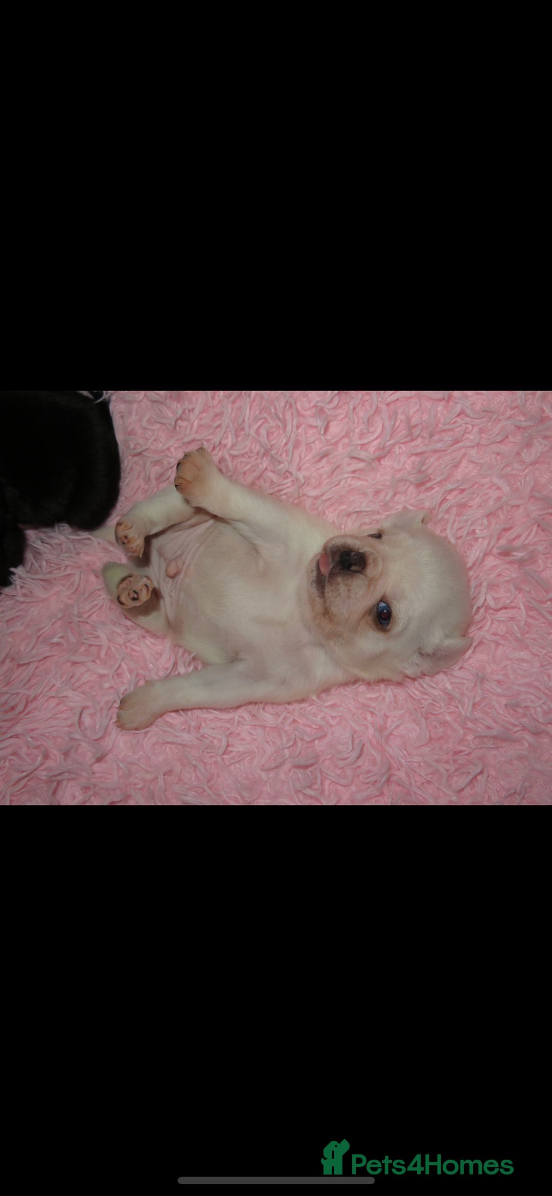 Pug dogs for sale: Black female pug puppy and white male pug puppy - Advert 3