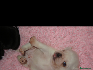 Pug dogs READY 10th white male pug puppy - Advert 2
