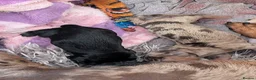 Miniature Dachshund dogs for sale: Beautiful miniature dachshund puppies in Maidstone - Advert 9