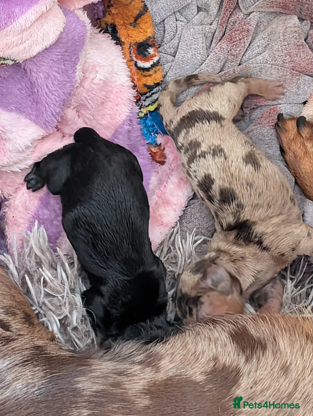 Miniature Dachshund dogs for sale: Beautiful miniature dachshund puppies in Maidstone - Advert 9