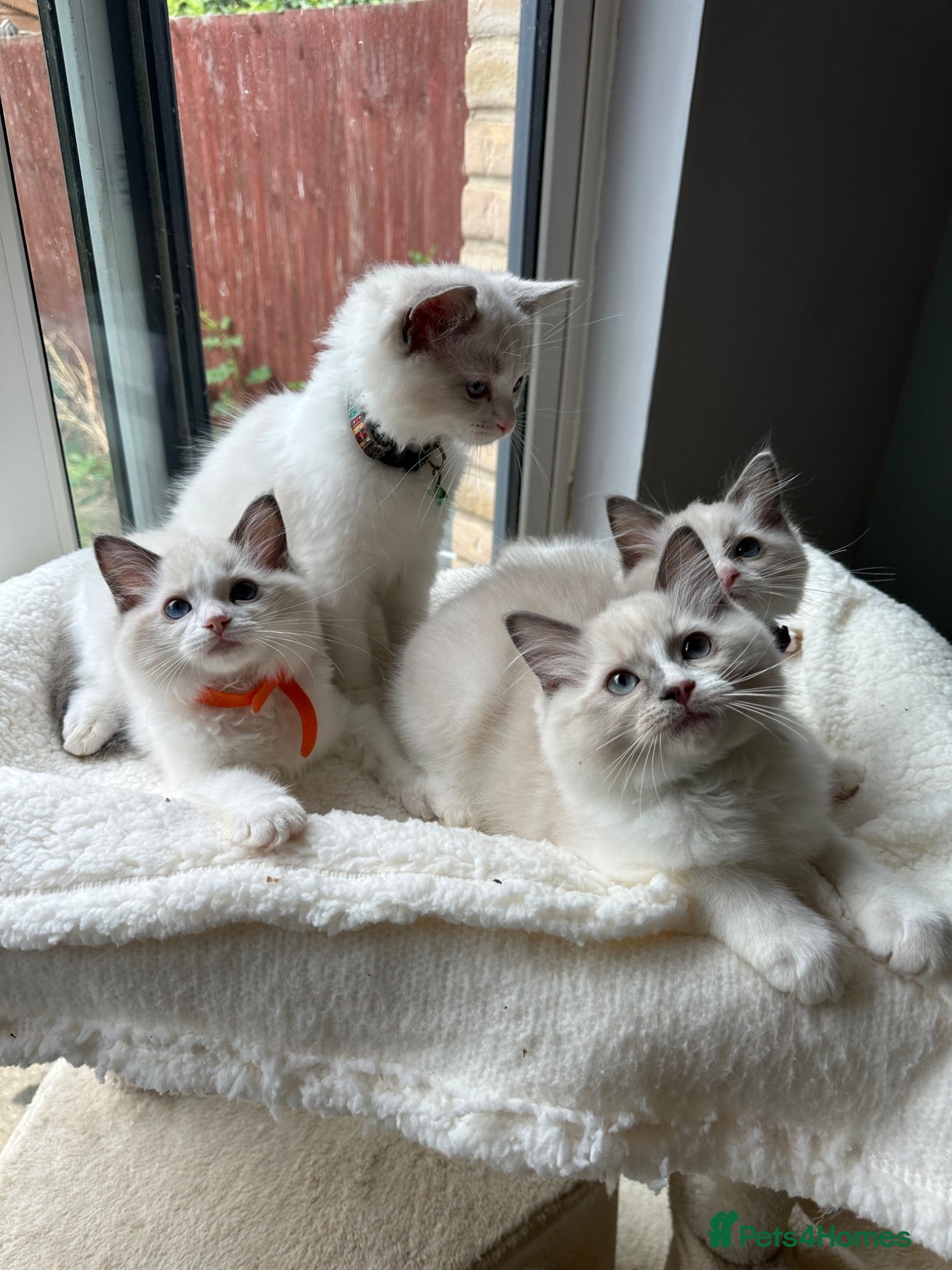 Ragdoll cats  TICA Quality Beautiful ragdoll kittens 😻🌟 - Advert 14