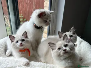 Ragdoll cats TICA Quality Beautiful ragdoll kittens 😻🌟 - Advert 14