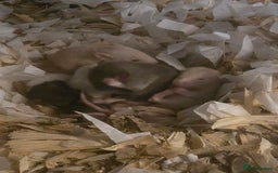 Rat rodents for sale: Male and female rats for sale - Image 2