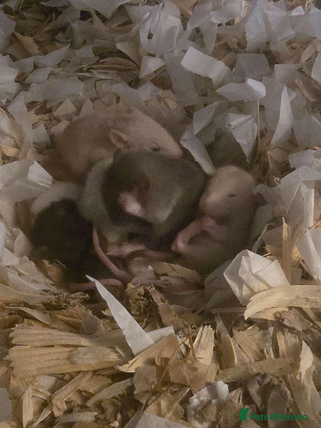 Rat rodents for sale: Male and female rats for sale - Image 2