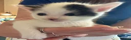Mixed Breed cats for sale: Beautiful babies ready for collection - Advert 16