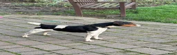 Jack Russell dogs for sale: Jack Russell Terrier Puppies for Sale - Advert 6