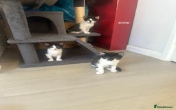 Domestic Shorthair cats for sale: Gorgeous traditional Black and white kittens  - Image 25